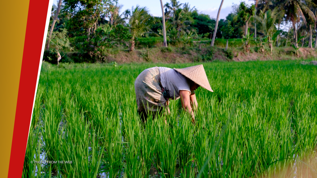 Hindi pagtanggap ng Rice Farmer Financial Assistance, reklamo ng ilang ...