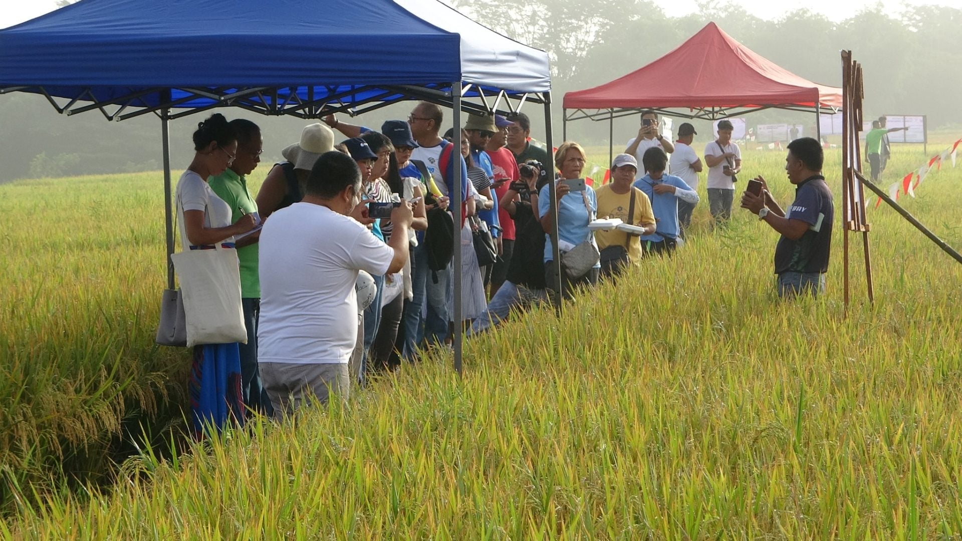 Department of Agriculture Bicol, mamimigay ng biofertilizer para sa mga ...